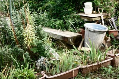 A Beginner’s Guide to Starting Your Garden: Grow Your Green Haven