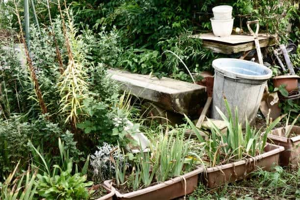 A Beginner’s Guide to Starting Your Garden: Grow Your Green Haven
