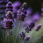 Lavendar
