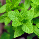 Herbal Cleanse