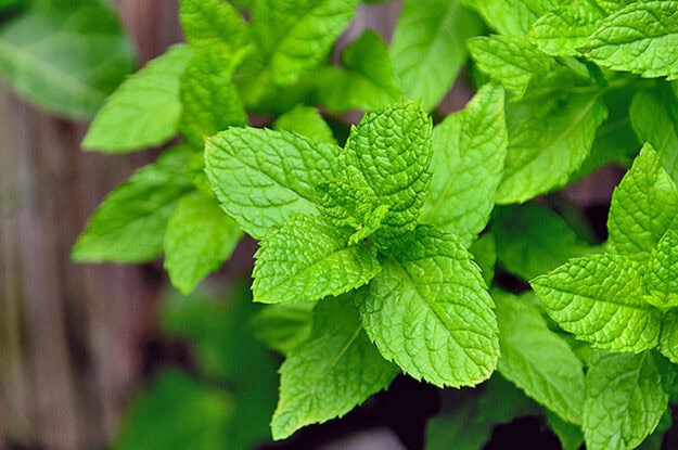 Herbal Cleanse